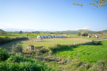 Free range Egg Chickens grazing at chicken farm. This is brahma egg chickens grazing outside...