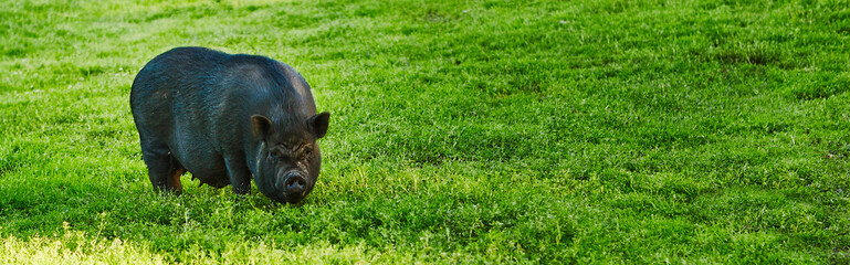 Cute fat pot-bellied pigs on free meadow of private farm