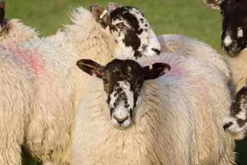 North of England or North Country Mule sheep cross bred between a lowland ram and a Swaledale ewe to produce hardy offspring with good wool and meat