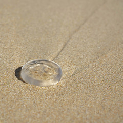 Fototapeta na wymiar jellyfish on the beach