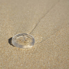 jellyfish on the beach