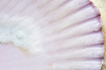 Seashell macro photography. Abstract texture background