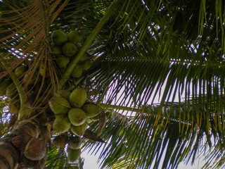 Fototapeta premium Hammock View of Coconut Tree