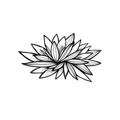The lotus flower isolated on white background. Graphic nature drawing. Good print or cover. Beautiful floral element.