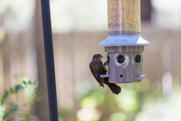 Garden bird feeder with bird eating seed