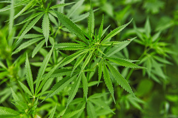 Green fresh marijuana leaves pattern