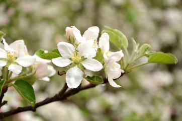 Apfelbaumblüten nach einer Regennacht