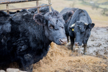cows in field feeding