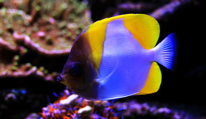 Yellow Pyramid Butterflyfish - (Hemitaurichthys polylepis) 