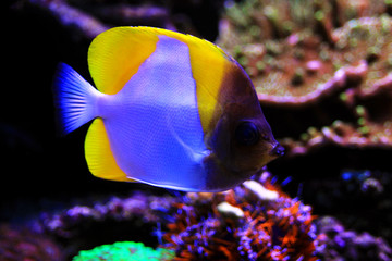 Yellow Pyramid Butterflyfish - (Hemitaurichthys polylepis) 