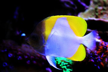 Naklejka premium Yellow Pyramid Butterflyfish - (Hemitaurichthys polylepis) 