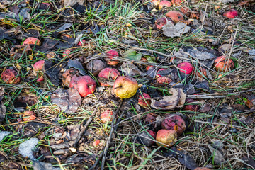 Forsook rotten apple fruits on a withered grass