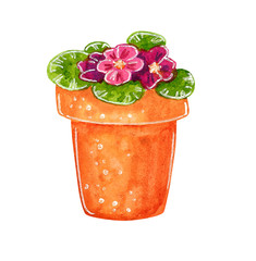 Viola in a clay pot, hand drawn watercolor illustration isolated on white