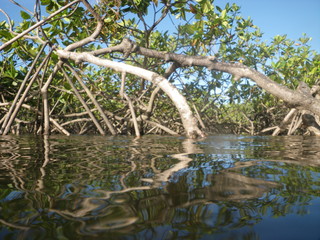 Fototapeta na wymiar mangrove crique patate guyane