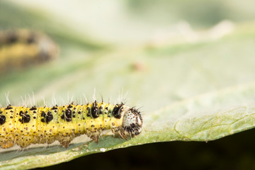 Yellow and green caterpillar on a green cabbage leaf