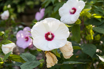 Hibiscus Moscheutos, beautiful flowers in botanical garden © ileana_bt