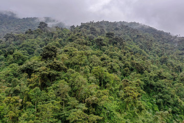 Fototapeta na wymiar Cloud forest
