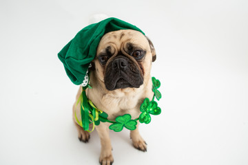 Cute pug dog wearing a green hat and shamrock necklace for St Patricks Day