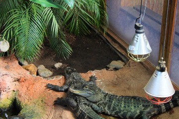 Crocodiles en aquarium à l'aquarium du Bugue en Dordogne