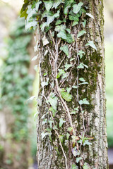 Beautiful, wild ivy on tree bark in the park 