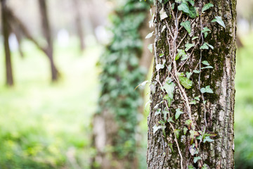 Beautiful, wild ivy on tree bark in the park 