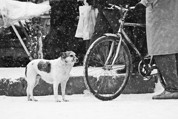 Winter urban landscape with stray dog