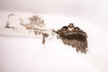 Swallow cubs in the nest