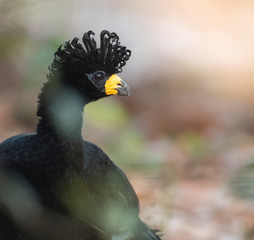 Bare faced Curassow, in a jungle environment, Pantanal Brazil