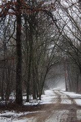 sentiero nel bosco in inverno - neve