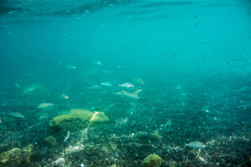 Obraz na płótnie Canvas Underwater texture and fauna in Ionian sea, Zakynthos, Greece