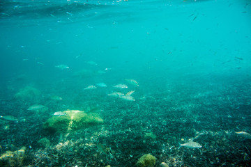 Naklejka na ściany i meble Underwater texture and fauna in Ionian sea, Zakynthos, Greece