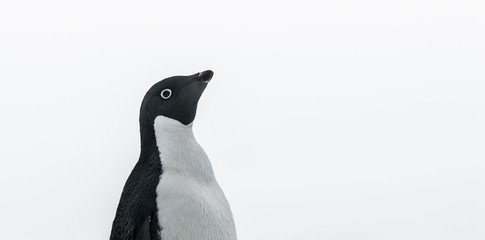 Adelie Penguin, juvenile on ice, Paulet island, Antarctica