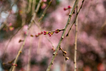 sakura flower  & cherry blossoms with close up petals and pollen during the Spring time in Tokyo, Japan. 