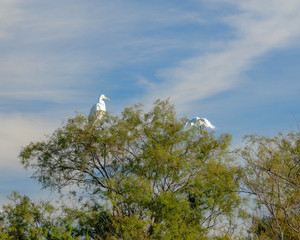 Henderson Bird Viewing Preserve, Henderson, Nevada