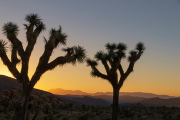 Fototapeta na wymiar 2 trees in a Sunset over Joshua Tree National Park, California, US
