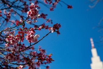 sakura flower  & cherry blossoms with close up petals and pollen during the Spring time in Tokyo, Japan. 