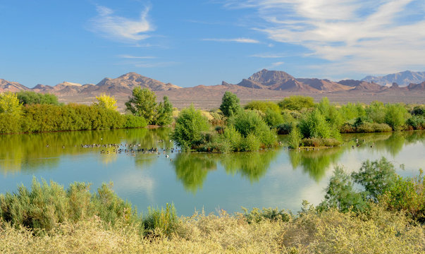 Henderson Bird Viewing Preserve, Henderson, Nevada