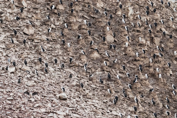 Imperial Cormorant, breeding colony, Paulet Island, Antarica