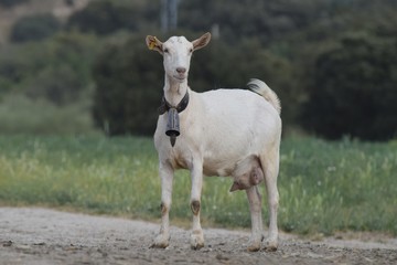 Obraz premium goat on a farm