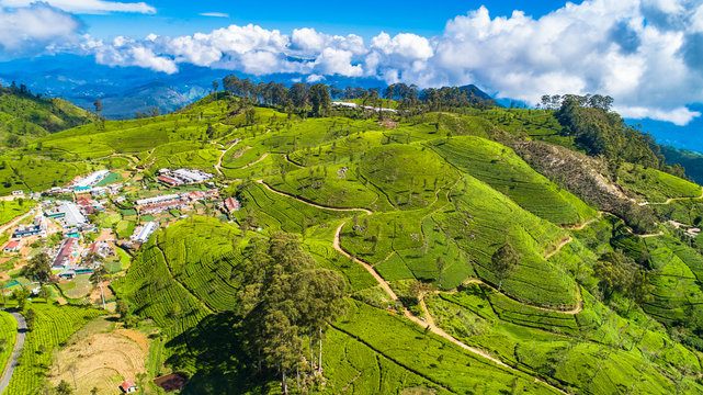 Aerial. Famous green tea plantation landscape view from Lipton's Seat, Haputale, Sri Lanka.