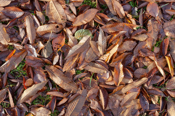 Autumn leaves on the ground. Fall background concept. Maple, red, yellow foliage, September, October, November, Indian summer