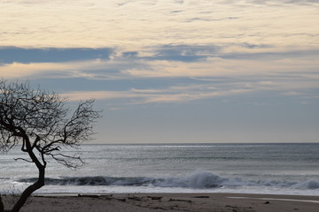 The autumn tree stands naked before the ocean view in Gisborne, New Zealand.