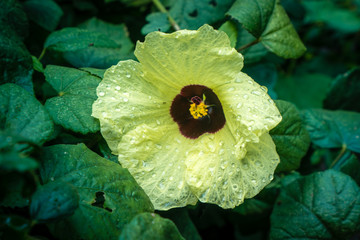 Yellow Hawaiian Flower