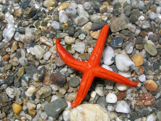 La star des étoiles de mer