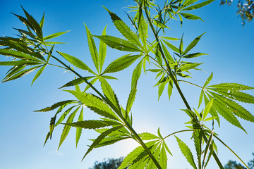 Beautiful still life with copy space of marijuana plant on blue sky background