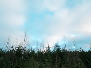 Trees in the forest. Clouds over the forest in winter.