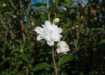  Rose of Sharon