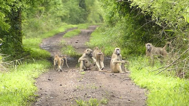 Affen Gorongoza Park