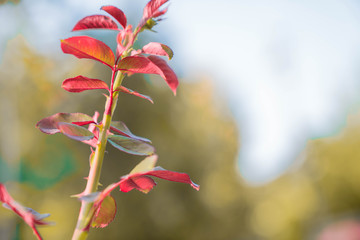 Many beautiful flowers and fruits standing in the garden