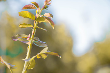 Many beautiful flowers and fruits standing in the garden
